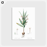 アートポストカード-Baboon root illustration - ピエール ジョゼフ ルドゥーテ Postcard.