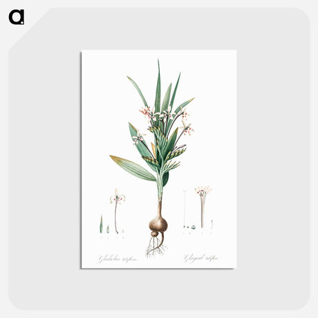 アートポストカード-Baboon root illustration - ピエール ジョゼフ ルドゥーテ Postcard.