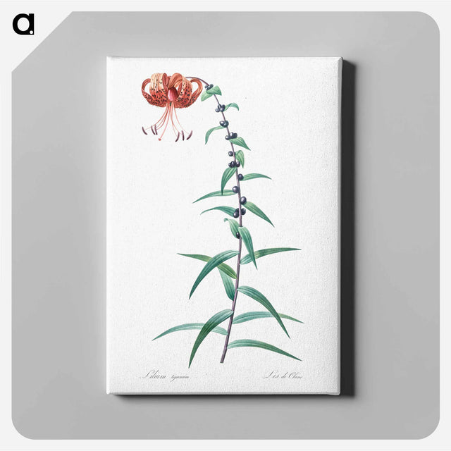 アートパネル-Tiger lily illustration - ピエール ジョゼフ ルドゥーテ Canvas.