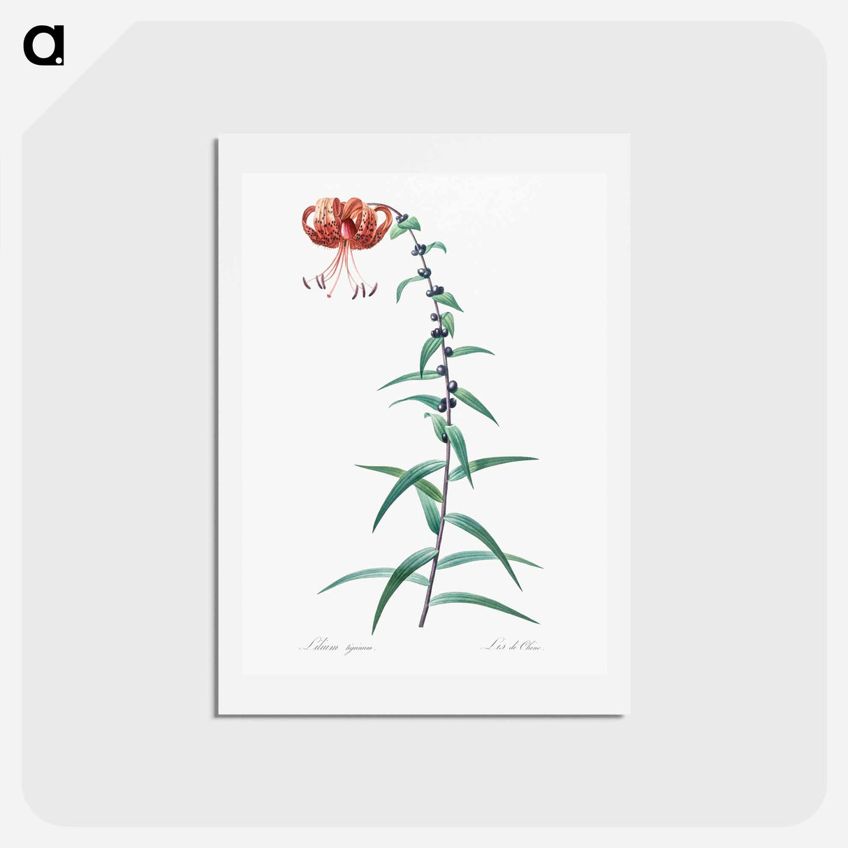 アートポストカード-Tiger lily illustration - ピエール ジョゼフ ルドゥーテ Postcard.