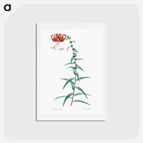 アートポストカード-Tiger lily illustration - ピエール ジョゼフ ルドゥーテ Postcard.