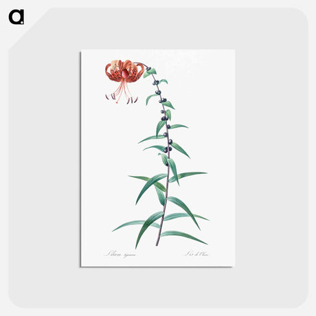 アートポストカード-Tiger lily illustration - ピエール ジョゼフ ルドゥーテ Postcard.