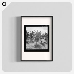 アートポスター-Untitled photo, possibly related to: Tobacco on Zollie Lyon's place nearly ready for priming. Wake County, North Carolina - ドロテア ラング Poster.