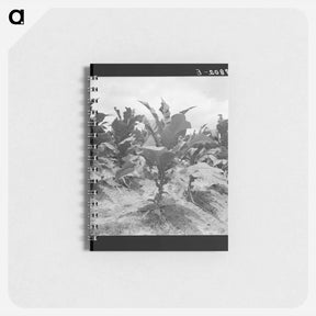 アートメモ帳-Untitled photo, possibly related to: Tobacco on Zollie Lyon's place nearly ready for priming. Wake County, North Carolina - ドロテア ラング Memo.