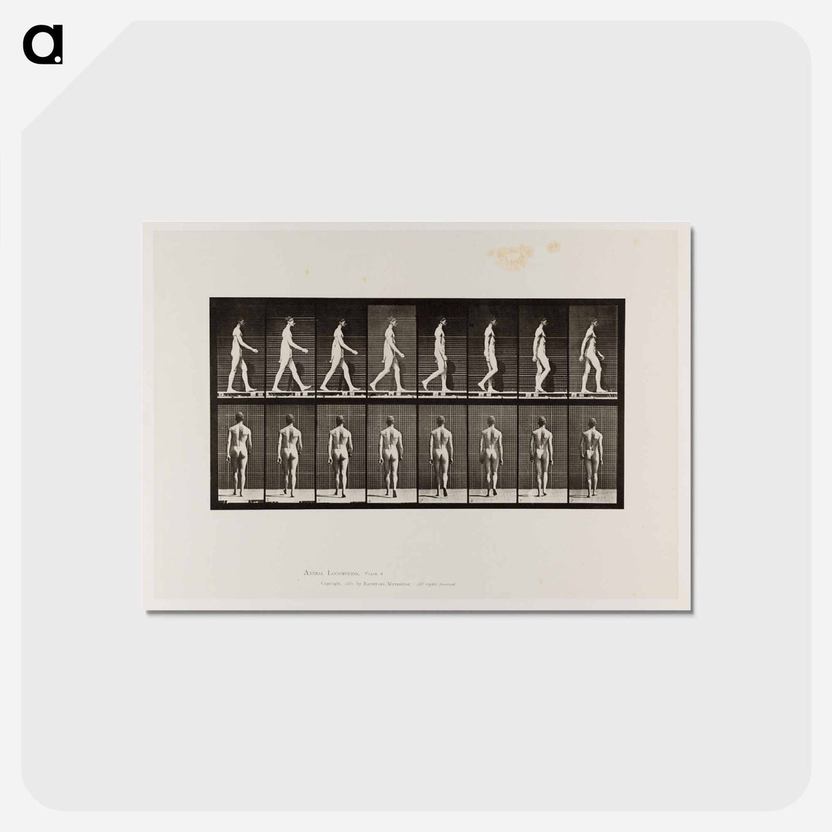 アートポストカード-Naked Man Walking
 - エドワード マイブリッジ Postcard.