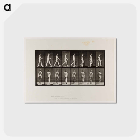 アートポストカード-Naked Man Walking
 - エドワード マイブリッジ Postcard.