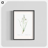Paradise lily illustration - Pierre Joseph Redouté Poster.