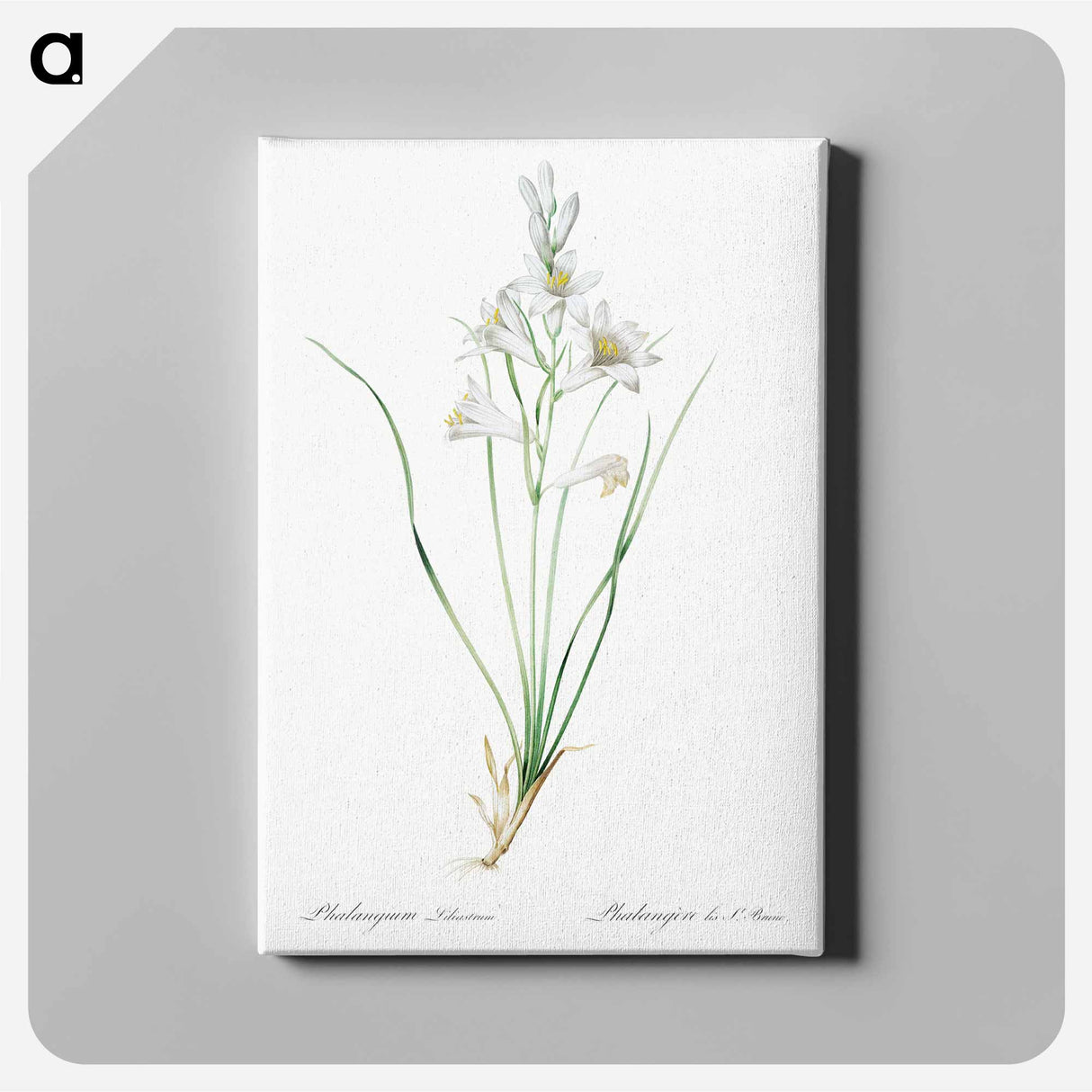 アートパネル-Paradise lily illustration - ピエール ジョゼフ ルドゥーテ Canvas.