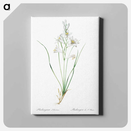 アートパネル-Paradise lily illustration - ピエール ジョゼフ ルドゥーテ Canvas.