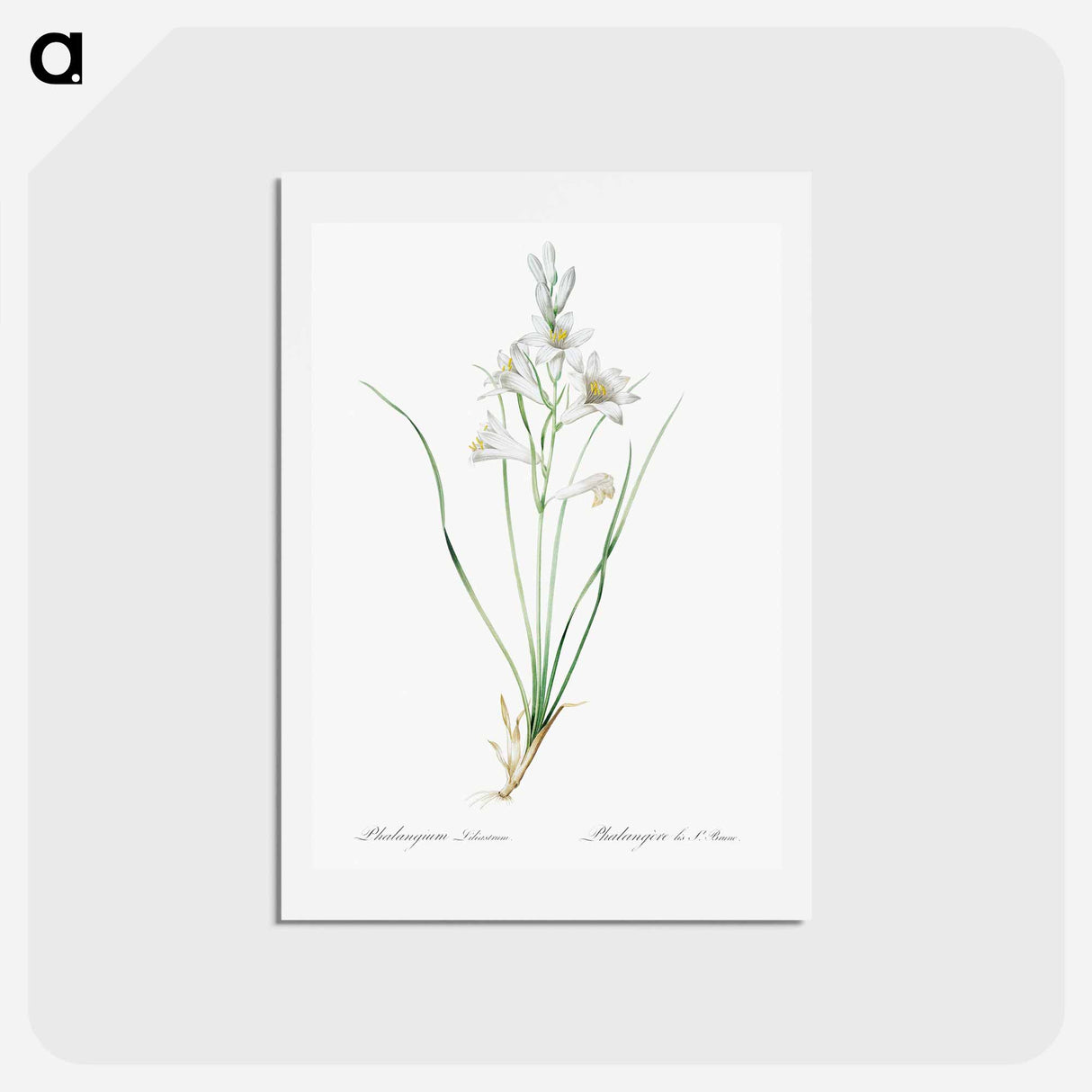 アートポストカード-Paradise lily illustration - ピエール ジョゼフ ルドゥーテ Postcard.