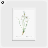 アートポストカード-Paradise lily illustration - ピエール ジョゼフ ルドゥーテ Postcard.