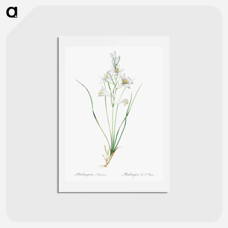 アートポストカード-Paradise lily illustration - ピエール ジョゼフ ルドゥーテ Postcard.