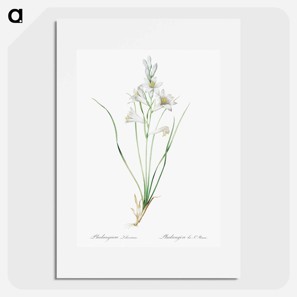 Paradise lily illustration - Pierre Joseph Redouté Poster.