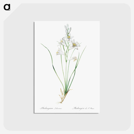 アートポストカード-Paradise lily illustration - ピエール ジョゼフ ルドゥーテ Postcard.