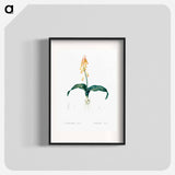 Lachenalia tricolor - Pierre Joseph Redouté Poster.