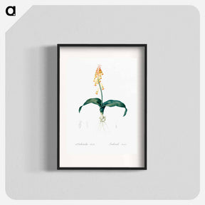 アートポスター-Lachenalia tricolor - ピエール ジョゼフ ルドゥーテ Poster.