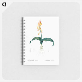 アートメモ帳-Lachenalia tricolor - ピエール ジョゼフ ルドゥーテ Memo.