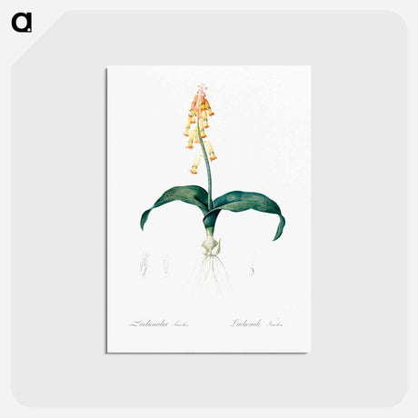 アートポストカード-Lachenalia tricolor - ピエール ジョゼフ ルドゥーテ Postcard.