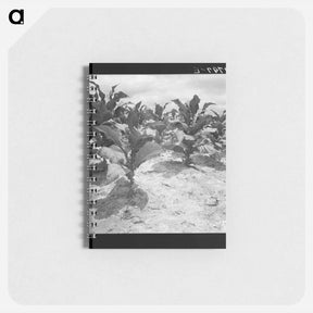 アートメモ帳-Untitled photo, possibly related to: Tobacco on Zollie Lyon's place nearly ready for priming. Wake County, North Carolina - ドロテア ラング Memo.