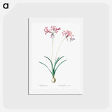 アートポストカード-Nerine illustration from Les liliacées - ピエール ジョゼフ ルドゥーテ Postcard.