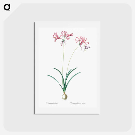 アートポストカード-Nerine illustration from Les liliacées - ピエール ジョゼフ ルドゥーテ Postcard.