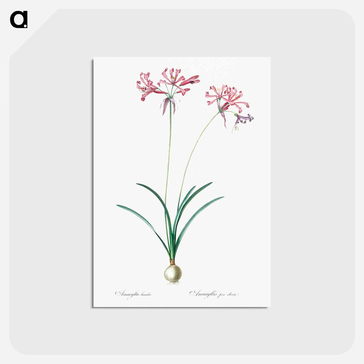 アートポストカード-Nerine illustration from Les liliacées - ピエール ジョゼフ ルドゥーテ Postcard.