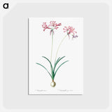 アートポストカード-Nerine illustration from Les liliacées - ピエール ジョゼフ ルドゥーテ Postcard.