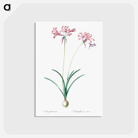 アートポストカード-Nerine illustration from Les liliacées - ピエール ジョゼフ ルドゥーテ Postcard.