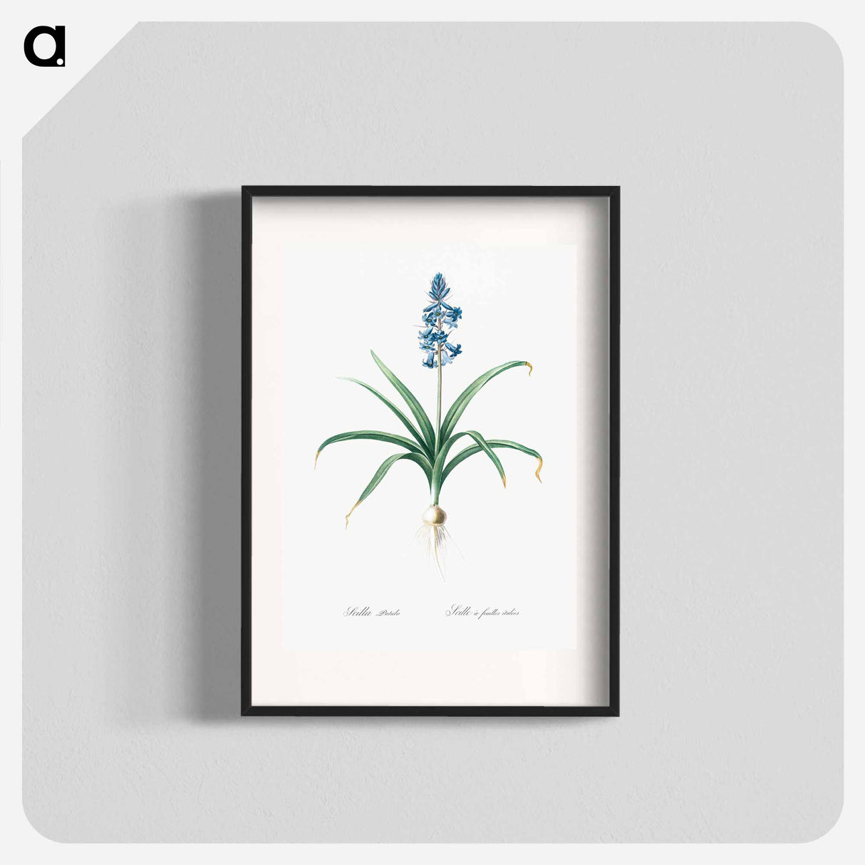 Scilla patula illustration - Pierre Joseph Redouté Poster.