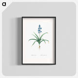 Scilla patula illustration - Pierre Joseph Redouté Poster.