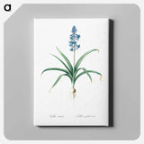 アートパネル-Scilla patula illustration - ピエール ジョゼフ ルドゥーテ Canvas.