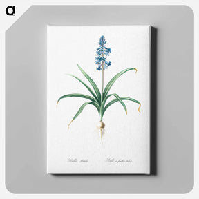 アートパネル-Scilla patula illustration - ピエール ジョゼフ ルドゥーテ Canvas.
