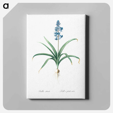 アートパネル-Scilla patula illustration - ピエール ジョゼフ ルドゥーテ Canvas.