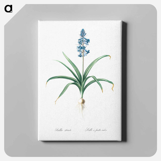 アートパネル-Scilla patula illustration - ピエール ジョゼフ ルドゥーテ Canvas.