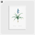 アートポストカード-Scilla patula illustration - ピエール ジョゼフ ルドゥーテ Postcard.