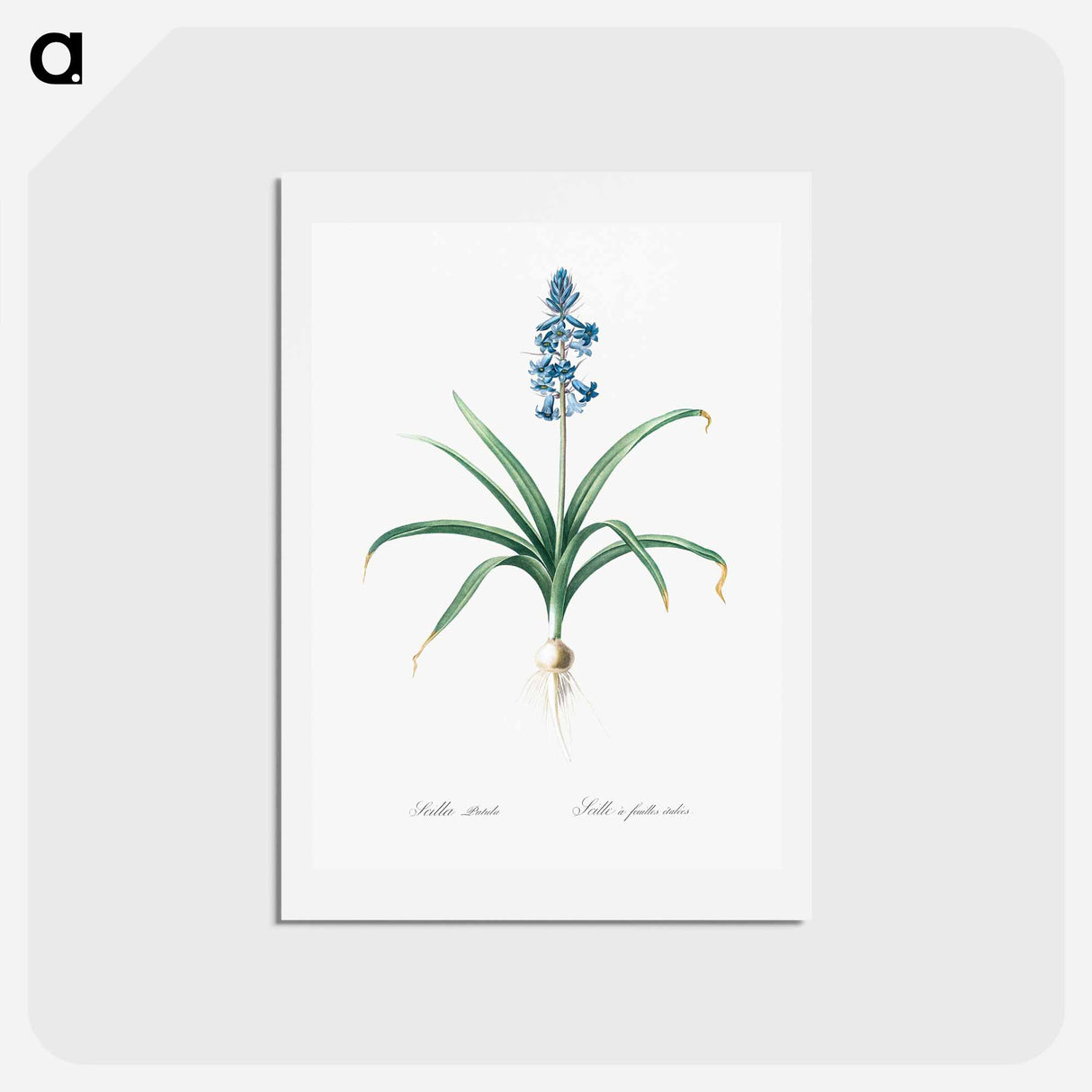 アートポストカード-Scilla patula illustration - ピエール ジョゼフ ルドゥーテ Postcard.