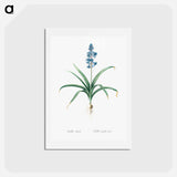 アートポストカード-Scilla patula illustration - ピエール ジョゼフ ルドゥーテ Postcard.