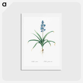 アートポストカード-Scilla patula illustration - ピエール ジョゼフ ルドゥーテ Postcard.