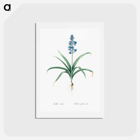 アートポストカード-Scilla patula illustration - ピエール ジョゼフ ルドゥーテ Postcard.