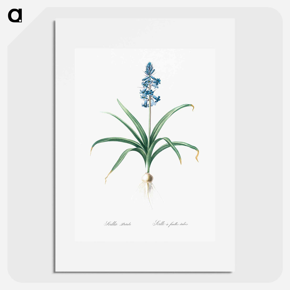 Scilla patula illustration - Pierre Joseph Redouté Poster.