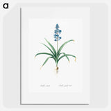Scilla patula illustration - Pierre Joseph Redouté Poster.