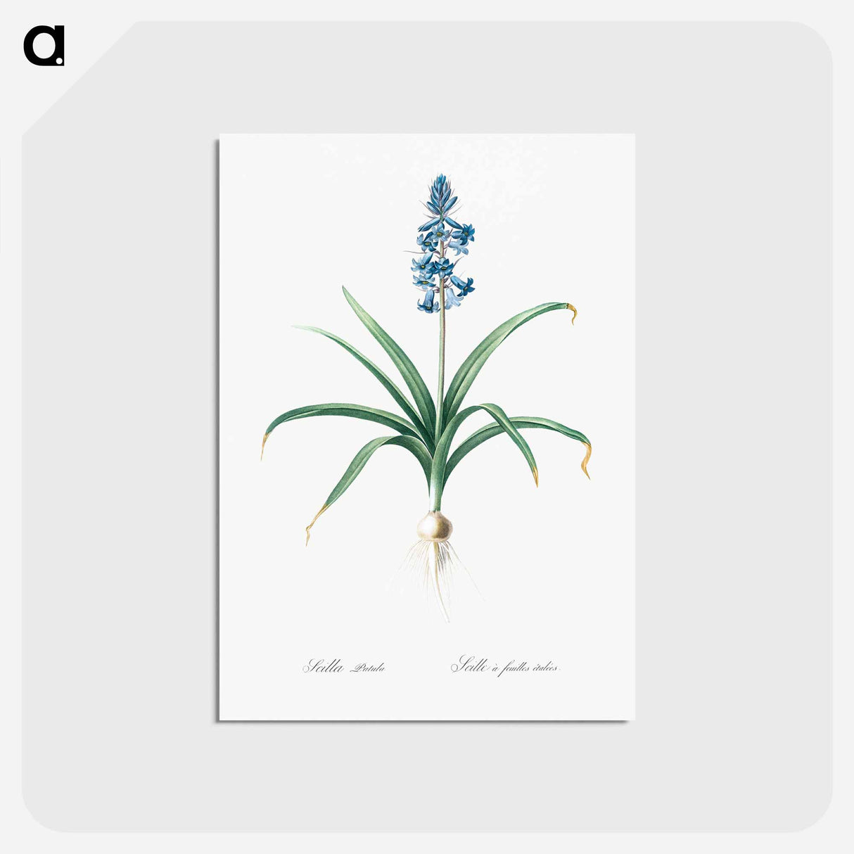 アートポストカード-Scilla patula illustration - ピエール ジョゼフ ルドゥーテ Postcard.