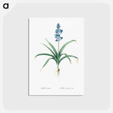 アートポストカード-Scilla patula illustration - ピエール ジョゼフ ルドゥーテ Postcard.