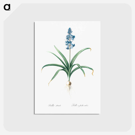 アートポストカード-Scilla patula illustration - ピエール ジョゼフ ルドゥーテ Postcard.