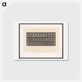 アートポストカード-Woman Drying Her Foot
 - エドワード マイブリッジ Postcard.