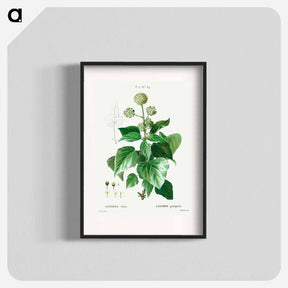 アートポスター-Common ivy - ピエール ジョゼフ ルドゥーテ Poster.