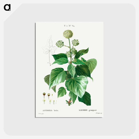 アートポストカード-Common ivy - ピエール ジョゼフ ルドゥーテ Postcard.