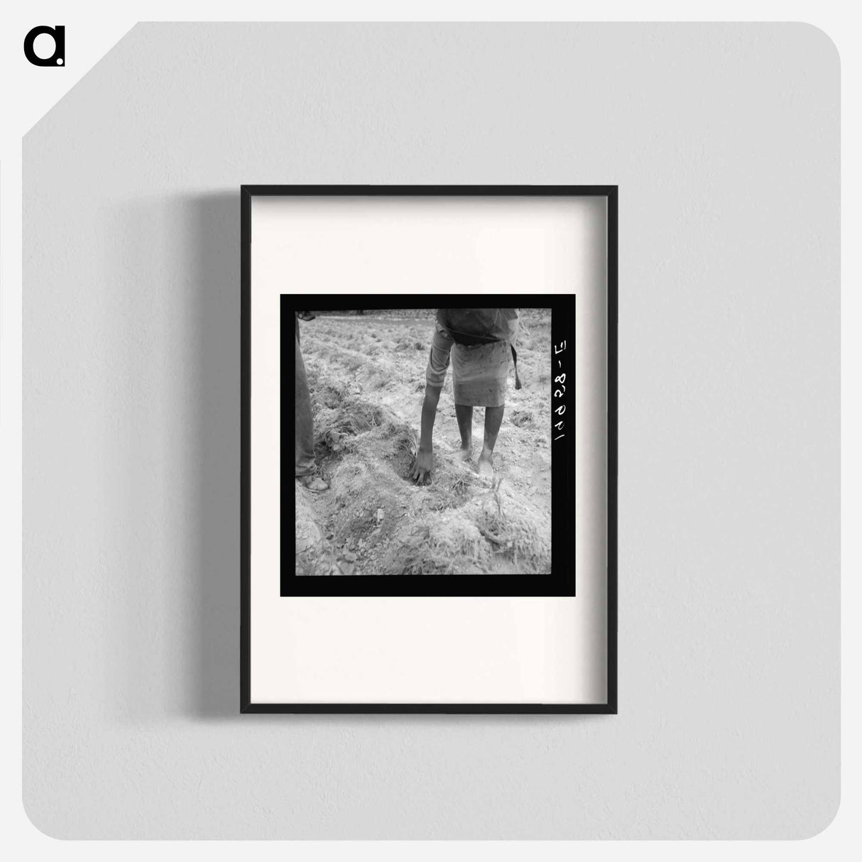 Thirteen year old daughter of sharecropper planting sweet potatoes - Dorothea Lange Poster.