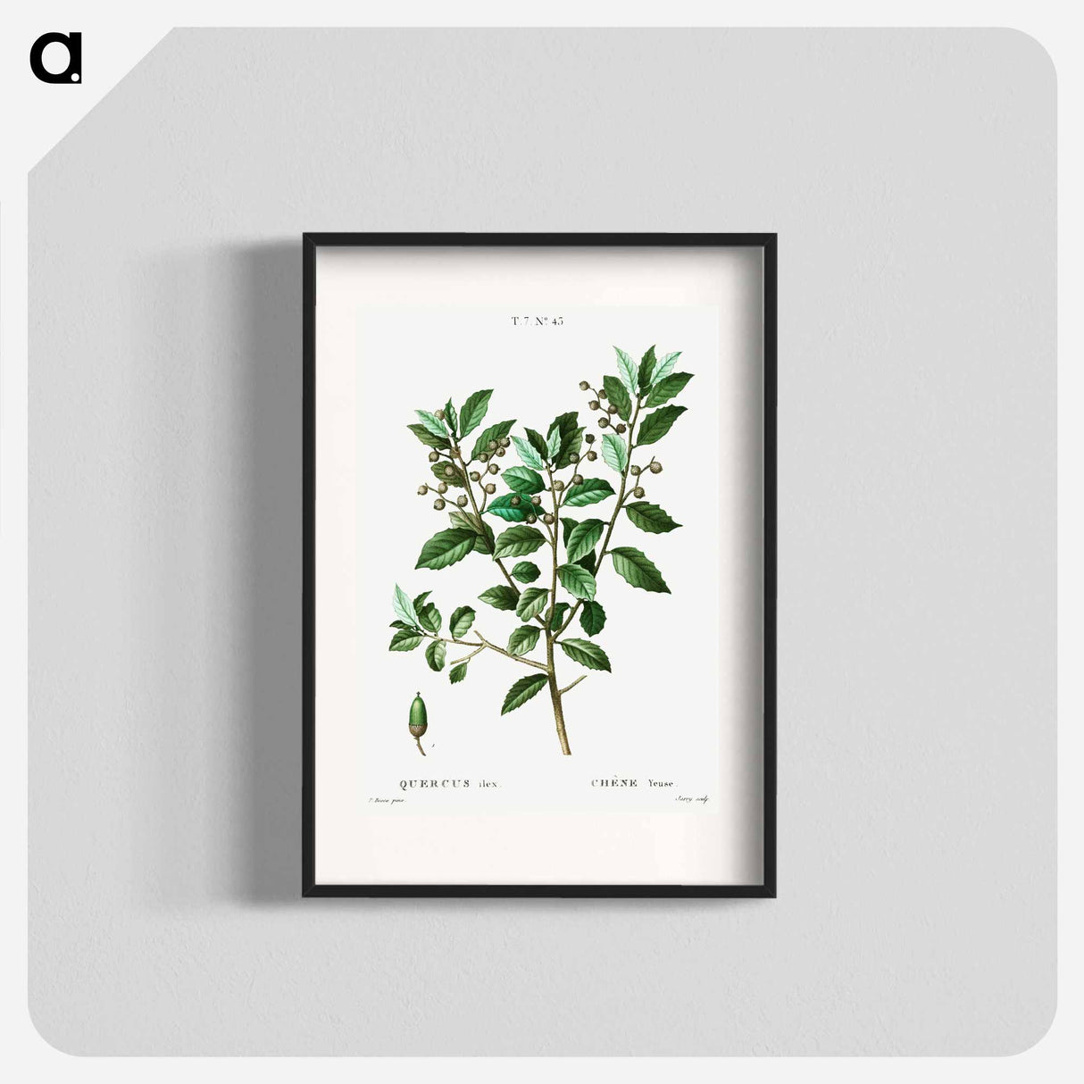 Evergreen oak - Pierre Joseph Redouté Poster.