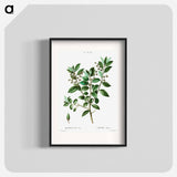 Evergreen oak - Pierre Joseph Redouté Poster.